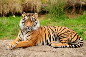 Фреска Тигр на траве