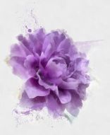 Фотообои фиолетовый пион с каплями краски