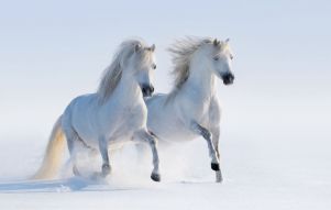 Фотообои Пара белых лошадей