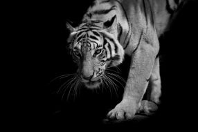 Фотообои Тигр на черном фоне
