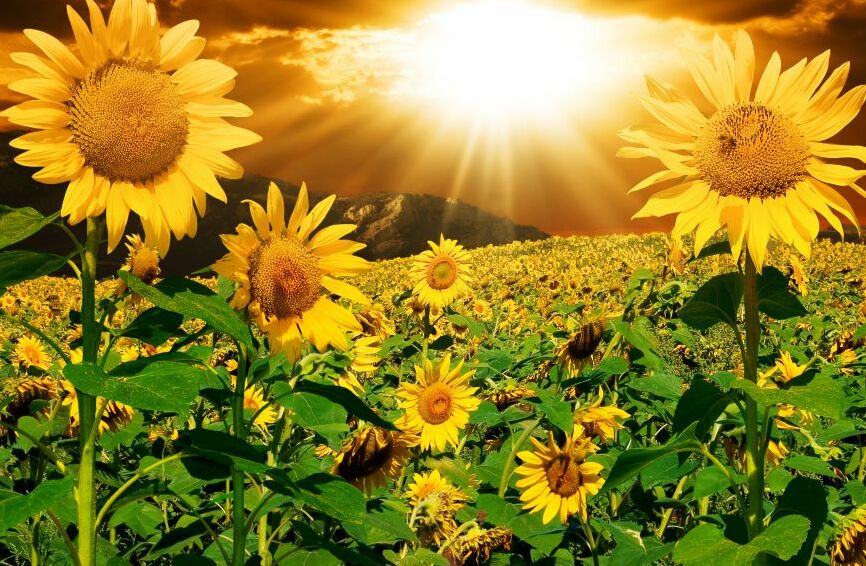 Картина на холсте Солнечные цветы под вечерним солнцем, арт hd0094301