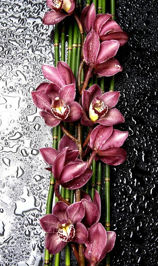 Картина на холсте цветы в каплях дождя, арт hd1275901